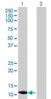 Lane 1: PGEA1 transfected lysate (13.97 KDa) Lane 2: Non-transfected lysate.