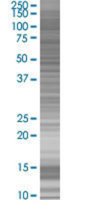 PGEA1 transfected lysate.