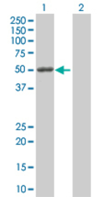 Lane 1: MMP1 transfected lysate (54 KDa). Lane 2: Non-transfected lysate.