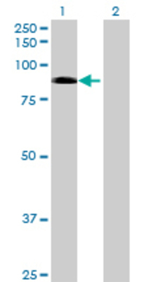 Lane 1: FANCM transfected lysate (73.7 KDa) Lane 2: Non-transfected lysate.
