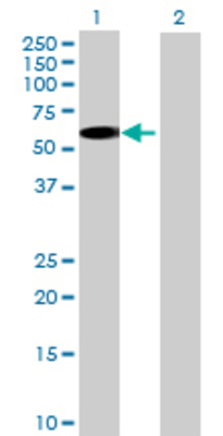 Lane 1: OXCT2 transfected lysate (56.54 KDa) Lane 2: Non-transfected lysate.