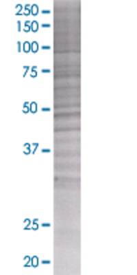 UMOD transfected lysate.
