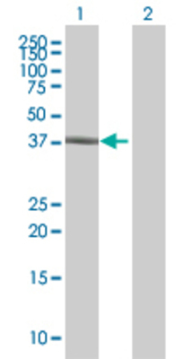Lane 1: NMI transfected lysate (35.1 KDa) Lane 2: Non-transfected lysate.