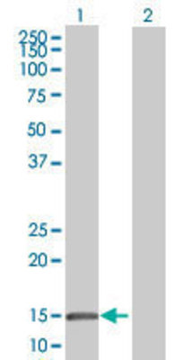 Lane 1: GBA3 transfected lysate (17.93 KDa) Lane 2: Non-transfected lysate.