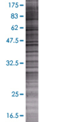 GBA3 transfected lysate.