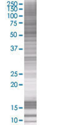 F9 transfected lysate.