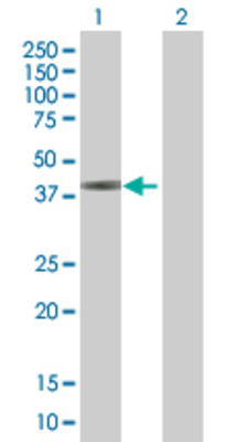 Lane 1: RBMS2 transfected lysate (44 KDa) Lane 2: Non-transfected lysate.