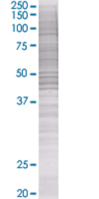 RBMS2 transfected lysate.
