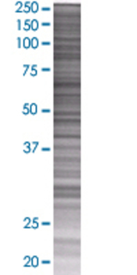 IL1F8 transfected lysate.
