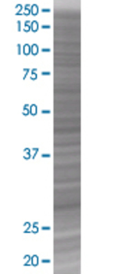 DAPP1 transfected lysate