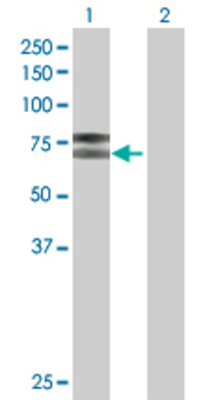 Lane 1: IL2RB transfected lysate (61.1 KDa) Lane 2: Non-transfected lysate.