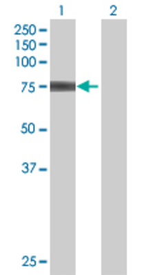 Lane 1: RFX4 transfected lysate (70.62 KDa) Lane 2: Non-transfected lysate.