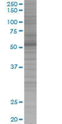 RAPGEF5 transfected lysate.