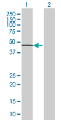 Lane 1: RAPGEF5 transfected lysate (48.95 KDa) Lane 2: Non-transfected lysate.