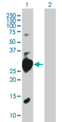 Lane 1: CPSF4 transfected lysate (26.95 KDa). Lane 2: Non-transfected lysate.
