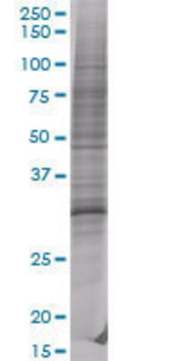 CPSF4 transfected lysate
