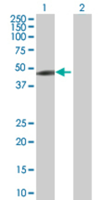 Lane 1: NCK1 transfected lysate (42.9 KDa) Lane 2: Non-transfected lysate.