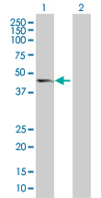 Lane 1: PPID transfected lysate (40.8 KDa). Lane 2: Non-transfected lysate.