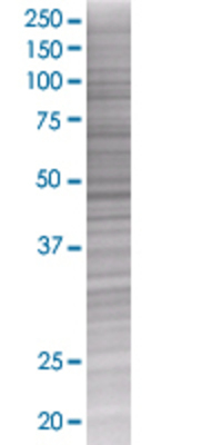 CREB3L4 transfected lysate.