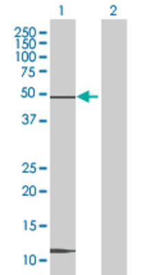 Lane 1: CREB3L4 transfected lysate (43.56 KDa) Lane 2: Non-transfected lysate.