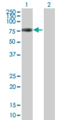 Lane 1: FRS2 transfected lysate (57.5 KDa) Lane 2: Non-transfected lysate.