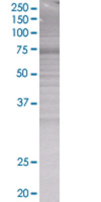 FRS2 transfected lysate.