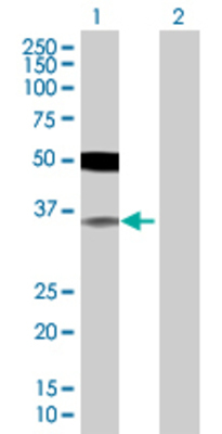 Lane 1: IRF2 transfected lysate (38.5 KDa) Lane 2: Non-transfected lysate.