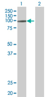 Lane 1: HELLS transfected lysate (97.1 KDa) Lane 2: Non-transfected lysate.