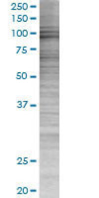 PCDHAC2 transfected lysate.