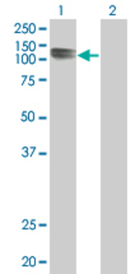Lane 1: PCDHAC2 transfected lysate (97.35 KDa) Lane 2: Non-transfected lysate.