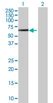 Lane 1: C21orf66 transfected lysate (43.89 KDa) Lane 2: Non-transfected lysate.