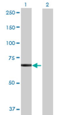 Lane 1: SRBD1 transfected lysate (68.31 KDa) Lane 2: Non-transfected lysate.