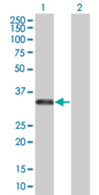 Lane 1: RNASEH2A transfected lysate (33.4 KDa) Lane 2: Non-transfected lysate.