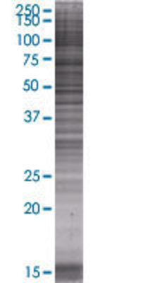 CALN1 transfected lysate.
