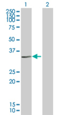 Lane 1: EXTL2 transfected lysate (32.23 KDa). Lane 2: Non-transfected lysate.