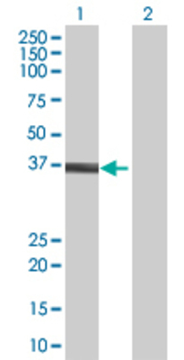 Lane 1: VGLL4 transfected lysate (32.01 KDa) Lane 2: Non-transfected lysate.