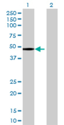 Lane 1: PRAME transfected lysate (56.1 KDa) Lane 2: Non-transfected lysate.