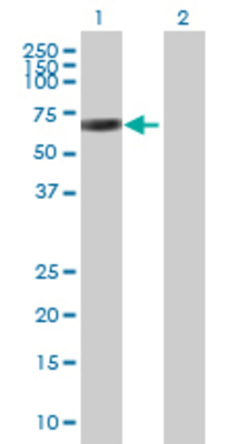 Lane 1: FGL2 transfected lysate (48.4 KDa) Lane 2: Non-transfected lysate.