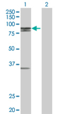 Lane 1: MCCC1 transfected lysate (79.86 KDa) Lane 2: Non-transfected lysate.