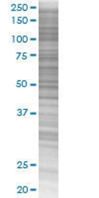 TNFSF7 transfected lysate.