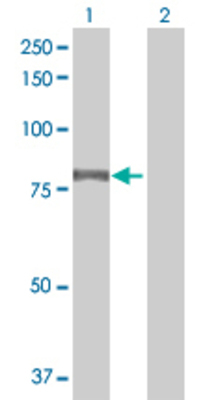 Lane 1: POR transfected lysate (74.91 KDa) Lane 2: Non-transfected lysate.
