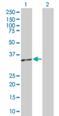 Lane 1: RFC2 transfected lysate (35.2 KDa) Lane 2: Non-transfected lysate.