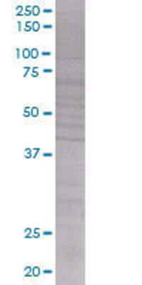 RFC2 transfected lysate.