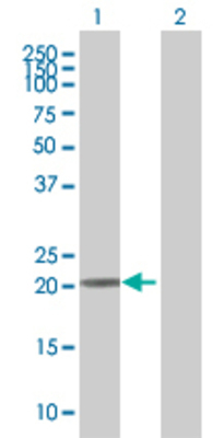 Lane 1: TRFP transfected lysate (23.2 KDa) Lane 2: Non-transfected lysate.
