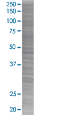 PROK1 transfected lysate