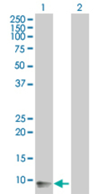 Lane 1: PROK1 transfected lysate (11.7 KDa). Lane 2: Non-transfected lysate.