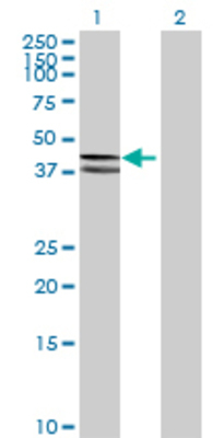 Lane 1: COX10 transfected lysate (48.84 KDa) Lane 2: Non-transfected lysate.