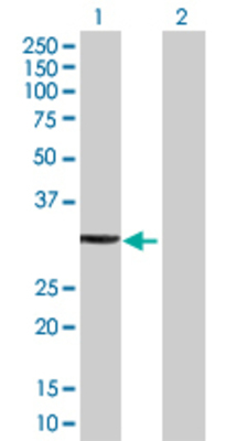 Lane 1: OVOL1 transfected lysate (29.48 KDa) Lane 2: Non-transfected lysate.