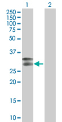Lane 1: TNFSF4 transfected lysate (21.1 KDa) Lane 2: Non-transfected lysate.