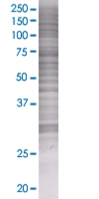 TNFSF4 transfected lysate.
